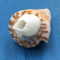 #3 Conus voluminalis 49.5mm W/O Attachment Masbate, Philippines Netted 12-15m