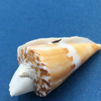 #3 Conus voluminalis 49.5mm W/O Attachment Masbate, Philippines Netted 12-15m