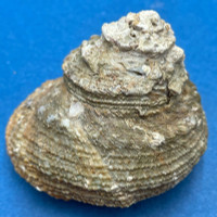 #2 Astraea rugosa 50mm W/O F+ Netted, Armacao de Pera, Algarve, Portugal