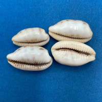 #3 Cypraea (Blasicrura) pallidula 18-22mm F++ No Data