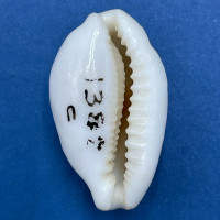 Cypraea (Cribrarula) cribellum 24.1mm F Mauritius