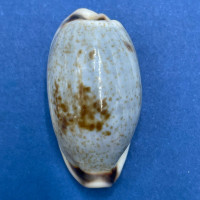 #7 Cypraea (Erronea) cylindrica 31.5mm F++ Port Curtis, Australia 1957