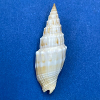 #6 Vexillum coronatum 23mm Gem Shallow Water Sand, Asan, Gua,