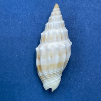 #9 Vexillum coronatum 20.8 F++ Shallow Water Sand, Asan, Guam