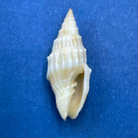 #11 Vexillum coronatum 19.4 F+++ Shallow Water Sand, Asan, Guam