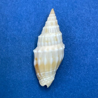 #11 Vexillum coronatum 19.4 F+++ Shallow Water Sand, Asan, Guam