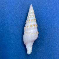 #2 Imaclava pilsbryi 26.2mm F Gobernadora Island, Panama Turridae