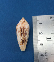 #5 Conus Legatus 31.48mm Solomon Islands Ambassador Cone Shell