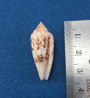 #5 Conus Legatus 31.48mm Solomon Islands Ambassador Cone Shell
