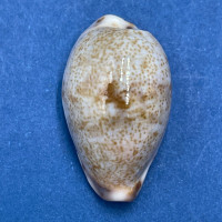 #6 Cypraea (Purpuradusta) gracilis japonica 20.7mm F+++ Tosa, Japan