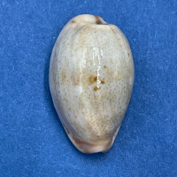 #9 Cypraea (Purpuradusta) gracilis macula 16.4mm F++ Bowden Is. Qld. Australia