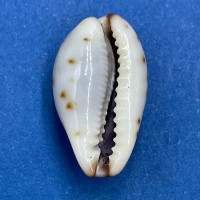 #10 Cypraea (Purpuradusta) gracilis macula 16.7mm Gem Bowden Is. Qld. Australia