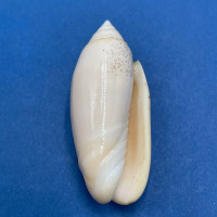 #2 Oliva mantichora Pink Var. 42.6mm F Jolo, Sulu, Philippines