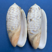 #2 Oliva irisans 48-50mm F One Has Hole, Mauke, Cook Islands, 1950