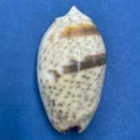 #21 Oliva bulbosa f. inflata 42.2mm F++ Mauritius 1954