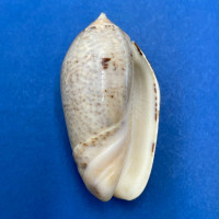 #6 Oliva incrassata 45.2mm F+ Adair Bay, Mexico, In Sand, Low Tide, 1965