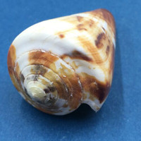 #2 Conus vexillum 53mm Samar, Philippines, Trawled 30m