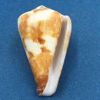 #2 Conus vexillum 53mm Samar, Philippines, Trawled 30m