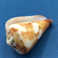 #2 Conus vexillum 53mm Samar, Philippines, Trawled 30m