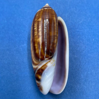 #6 Oliva ornata 42mm F+ Broome, Western Australia, 1964