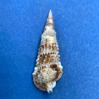 #5 Rhinoclavis articulata 29.4mm F+++ Kona Coast, Hawaii 50'