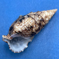 #8 Cerithium maculosum 41mm F++ Guaymas, Mexico