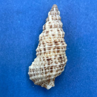 #3 Cerithium eburneum 25.5mm F++ Champoton, Gulf Of Campeche, Mexico