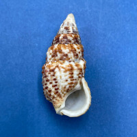 #1 Clypeomorus petrosa chemnitziana 29.9mm F+ Kii, Japan