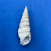 #10 Rhinoclavis aspera 32.2mm F+ Rarotonga, Cook Is. Sandy Area In Lagoon 3-5'