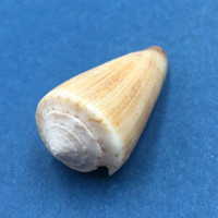 #2 Conus furvus 37mm Culion, Palawan, Philippines, Collected 1976