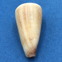 #2 Conus furvus 37mm Culion, Palawan, Philippines, Collected 1976