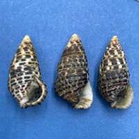 #13 Clypeomorus bifasciata 21-22mm F+ Herhala Is. Sandakan, Malaysia