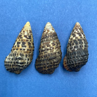 #13 Clypeomorus bifasciata 21-22mm F+ Herhala Is. Sandakan, Malaysia