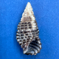 #4 Clypeomorus bifasciata 23.4mm F+ Kii, Japan, Low Tide