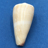 #1 Conus furvus 39.9mm Culion, Palawan, Philippines, Collected 1976