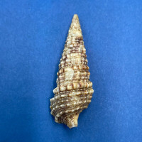 #11 Cerithium atratum 40.2mm F+ Treasure Island, Lake Worth, Florida