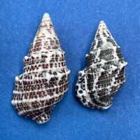 #6 Cerithium litteratum 17-21mm F+ Honduras Cays Offshore