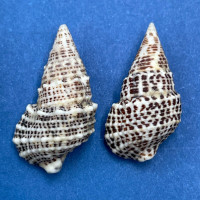 #9 Cerithium litteratum 19-20mm F+=/++ Honduras Cays Offshore