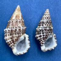 #7 Cerithium litteratum 19-22mm F+/++ Honduras Cays Offshore