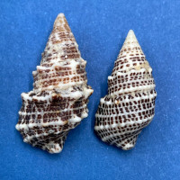 #4 Cerithium litteratum 19-22mm F+/++ Honduras Cays Offshore