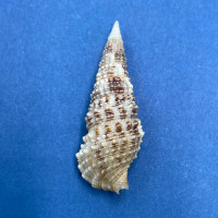 #7 Cerithium atratum 32.2mm F++ Sarasota Bay, Florida