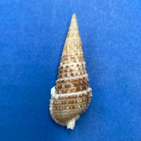 #12 Cerithium gemmatum 30.3mm F++ Panama Bay, 1957