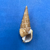 #8 Cerithium gemmatum 28.1mm F+ Panama Bay, 1957