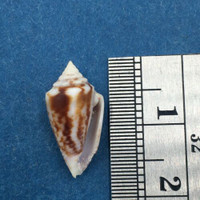 #19 Conus Ximeniconus wendrosi 16.2mm Barcadera, Aruba On Exposed Sand Bar