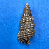 #7 Cerithium dialeucum 21.4mm F++ Misaki, Kangagawa Pref. Japan