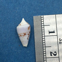 #18 Conus Ximeniconus wendrosi 13.2mm Barcadera, Aruba On Exposed Sand Bar
