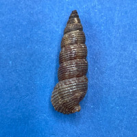 #12 Liocerithium judithae 19.7mm F+ Guaymas, Mexico Cerithiidae