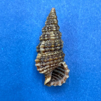 #12 Cerithium dialeucum 19.5mm F++ Misaki, Kangagawa Pref. Japan