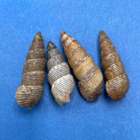 #13 Liocerithium judithae 17-20mm F/+ Guaymas, Mexico Cerithiidae