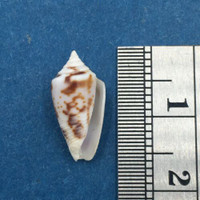 #17 Conus Ximeniconus wendrosi 14.9mm Barcadera, Aruba On Exposed Sand Bar
